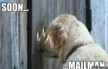 -The-Dog-Is-Waiting-LOL-MEME.webp