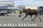 funny-pictures-moose-jet-planes.webp