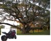 800px-Big_tree-.jpg