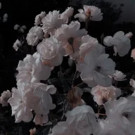 Kqt_xo