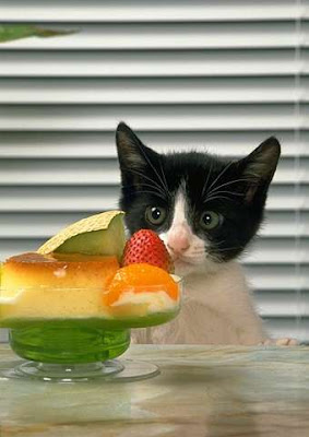dessert+cat.jpg