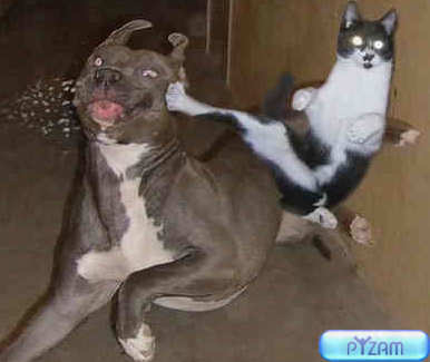dogcatfight_5092.jpg